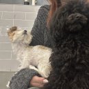 혼자두면 장판뜯어서 차린 개카페 이미지