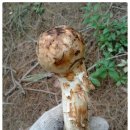 양선농장 이미지