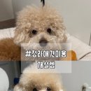 개설렘 | [인천/청라] 스파+위생미용 후기 청라애견목욕 '개설렘'