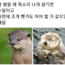 수달 vs 해달 구별 방법 이미지