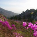 박정희대통령 의 환경보존 정책 최대걸작,,,"그린밸트" 이미지