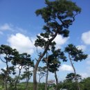 큰소나무농장 이미지