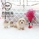 스마트독 이미지