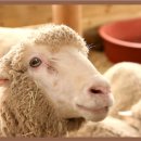 구강목장 이미지