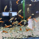 코보아쿠아 | [물생활 16] 경산 수족관 후기 / 코리우드, 니모수족관, 코보아쿠아