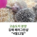 패러그린샵 - 강서구 명지국제8로 287 | 패러그린샵