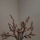 김홍도미술관 Daum카페