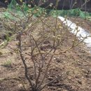 김종길 농장 이미지