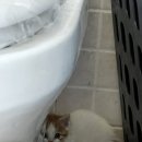 밋미인더모닝 이미지