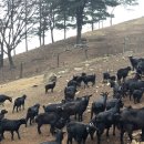 덕현목장 이미지