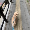 갤럭시펫 애견미용 이미지