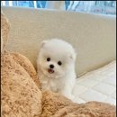 유앤미펫 강아지분양 고양이분양 시흥점 이미지