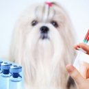 청년동물약국 이미지