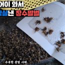 결국 양봉장에 침투한 장수말벌, 오는 족족 조지워싱턴 해봅시다. a groundbreaking 이미지