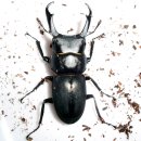 (주)애사랑 이미지