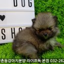 박촌강아지 네이버블로그