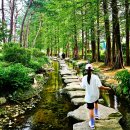 대명관광 | [소노벨 양평 대명리조트]내돈내산, 삼남매와 숙소 수영장 맛집투어&두물머리 세미원 (가볼만한곳...