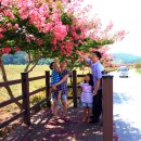 백일홍명품길 이미지