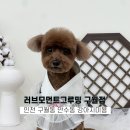 감성그루밍 | 인천 구월동 만수동 강아지미용계의 차홍! 러브모먼트 그루밍 구월점