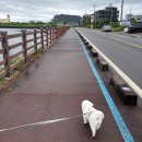 성산읍 오조리 성산중기 옆 | 강아지와 제주도 여행 - 3. 성산고등어쌈밥, 쉬어갓, 소희네뚝배기식당