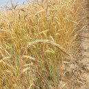 농업회사법인(유)이삭 이미지