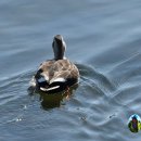 남강오리 이미지