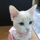 엉클스캣 이미지