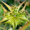 스태미나에 좋은 남가새 효능 이미지