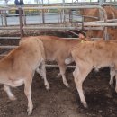 왕궁포레스트 이미지