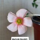 사랑초 화이트마네킨 이미지