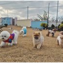 큰별유치원 | 제주 애견유치원 추천 픽드랍으로 더 편한 호야별 애견유치원 이용 후기