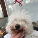 블루밍 펫 살롱 이미지