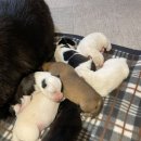 무지개 리봉 이미지