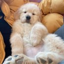 개 최고 이미지