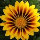 새한농원 이미지