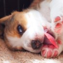 강아지 꼬순내 이미지