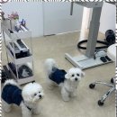 내 강아지 미용실 이미지