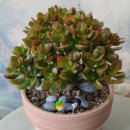 산본사거리(우리은행 앞) 이미지