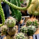 다미농원 이미지