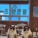 폴인캣츠 이미지