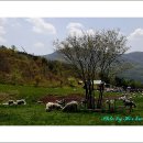 인산목장 이미지