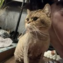 본도시락(회기점) | 회기속눈썹펌 잘하는 곳 <제이에스뷰티>에서 블랙틴팅펌 받은 후기