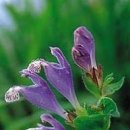 넝쿨농장 이미지