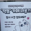 랙돌카페냐옹 이미지
