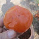 새봄농장 이미지