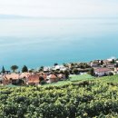 포도가 있는 풍경 이미지