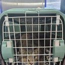 이영수 고양이 병원 | 고양이 건강검진 후기-이영수고양이병원