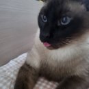 펫클래식 | 펫초이스 클래식 강아지/고양이 유모차 후기 : 가성비최고