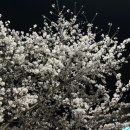 벚꽃식당 이미지
