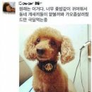 누나네 이미지